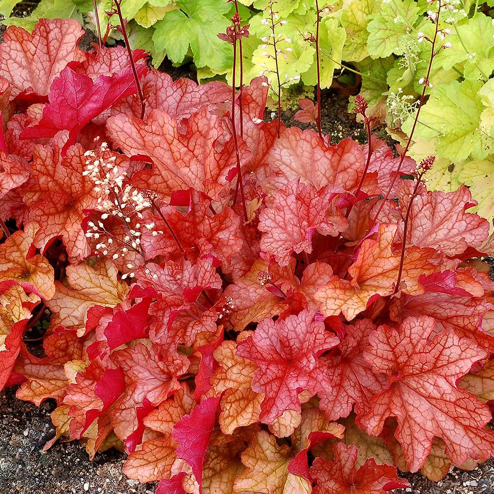 Clopotel purpuriu rosu-portocaliu (Heuchera) Paprika, acoperitor de sol