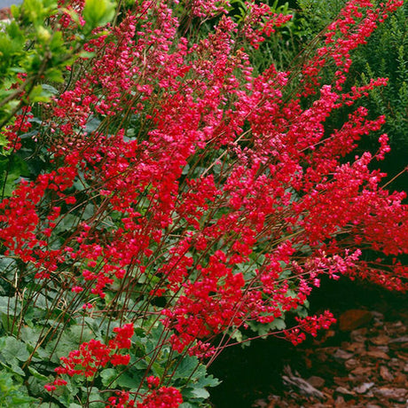 Clopotelul purpuriu (Heuchera) Leuchtkäfer, acoperitor de sol