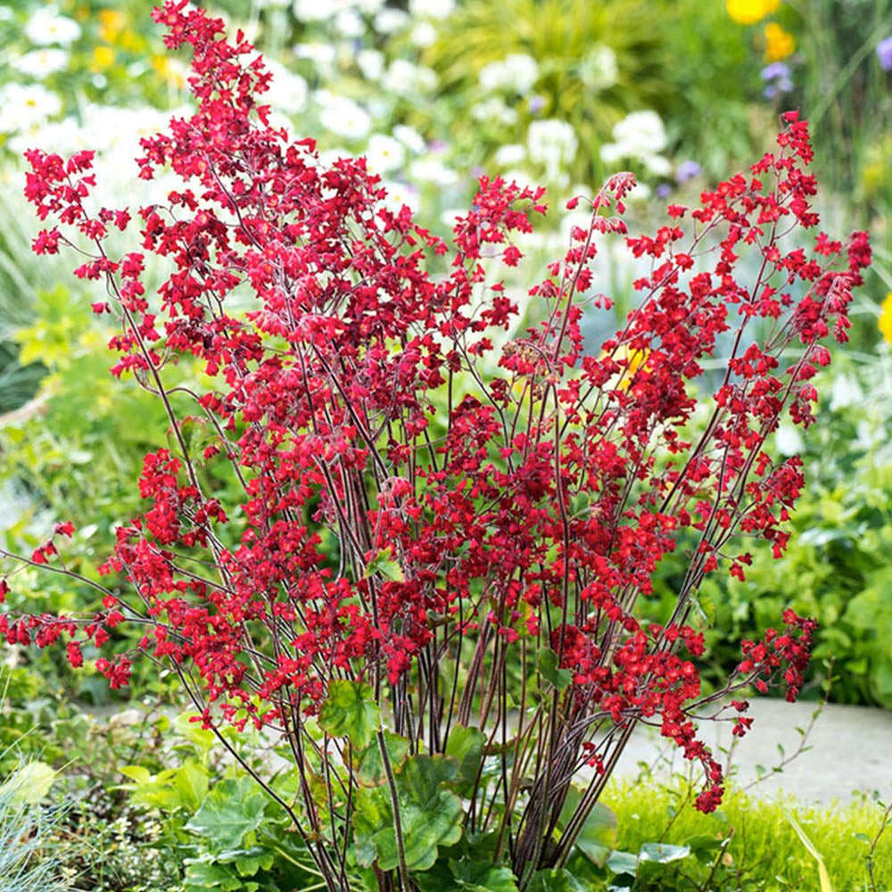 Clopotelul purpuriu (Heuchera) Leuchtkäfer, acoperitor de sol