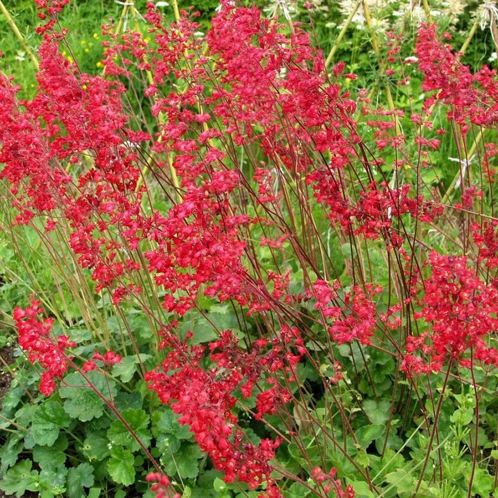 Clopotelul purpuriu (Heuchera) Leuchtkäfer, acoperitor de sol
