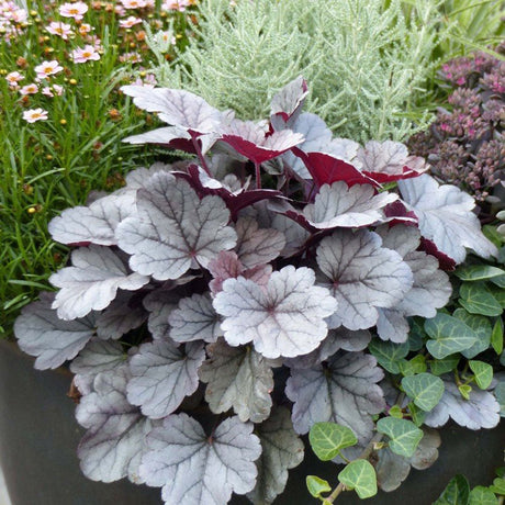 Сребристо-червеникаво лилаво звънче (Heuchera) Silver Gumdrop, земно покритие
