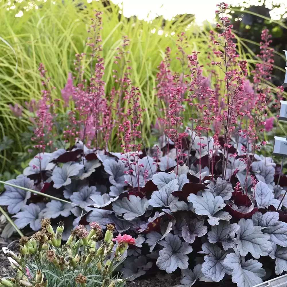 Камбанка пурпурно-сребриста с червеникав оттенък (Heuchera) Silver Gumdrop, почвопокривна