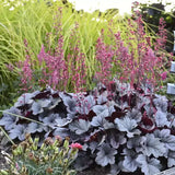 Камбанка пурпурно-сребриста с червеникав оттенък (Heuchera) Silver Gumdrop, почвопокривна