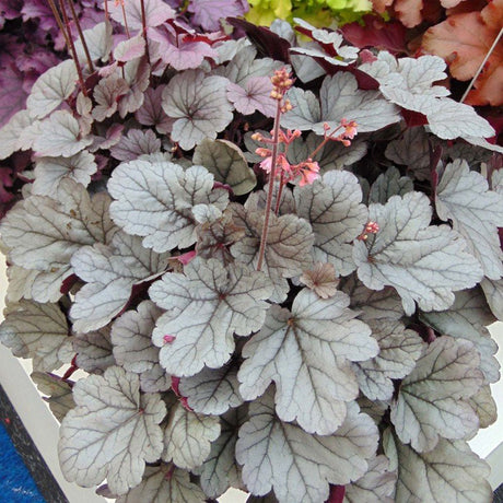 Камбанка пурпурно-сребриста с червеникав оттенък (Heuchera) Silver Gumdrop, почвопокривна