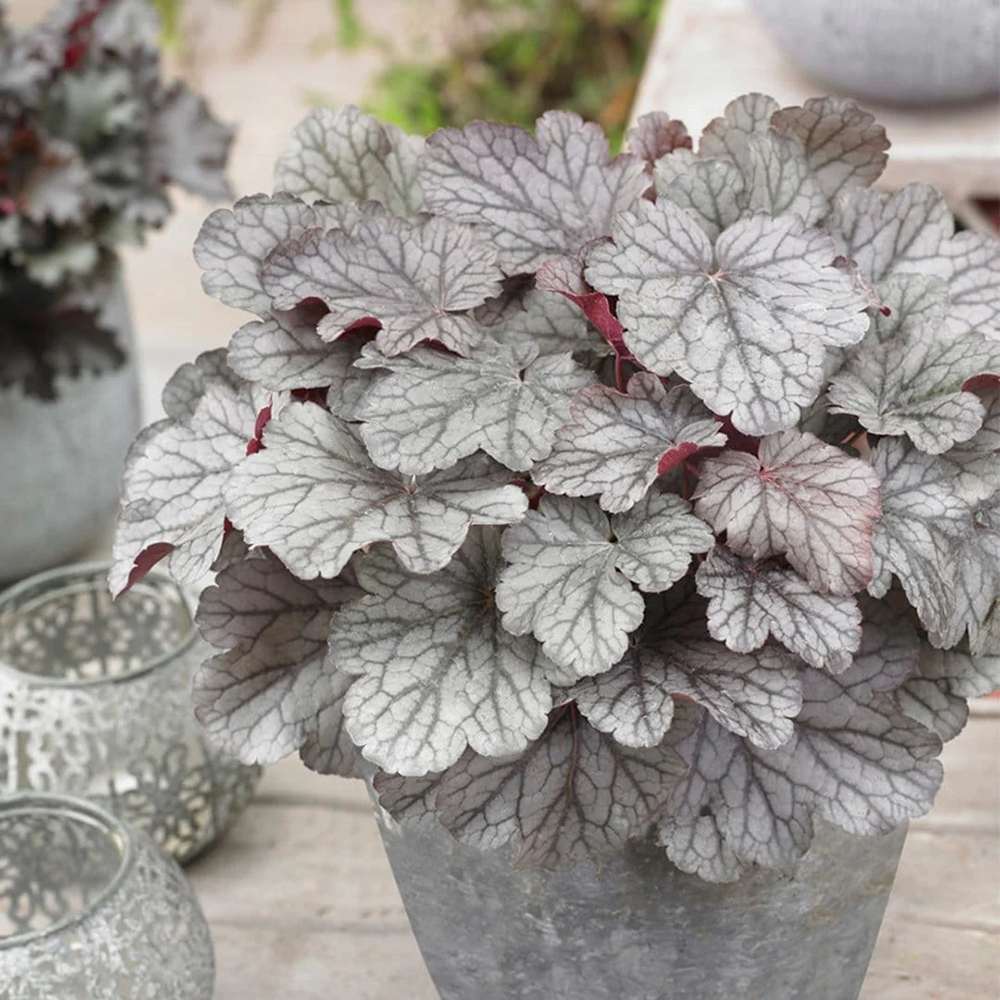 Камбанка пурпурно-сребриста с червеникав оттенък (Heuchera) Silver Gumdrop, почвопокривна