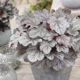 Камбанка пурпурно-сребриста с червеникав оттенък (Heuchera) Silver Gumdrop, почвопокривна