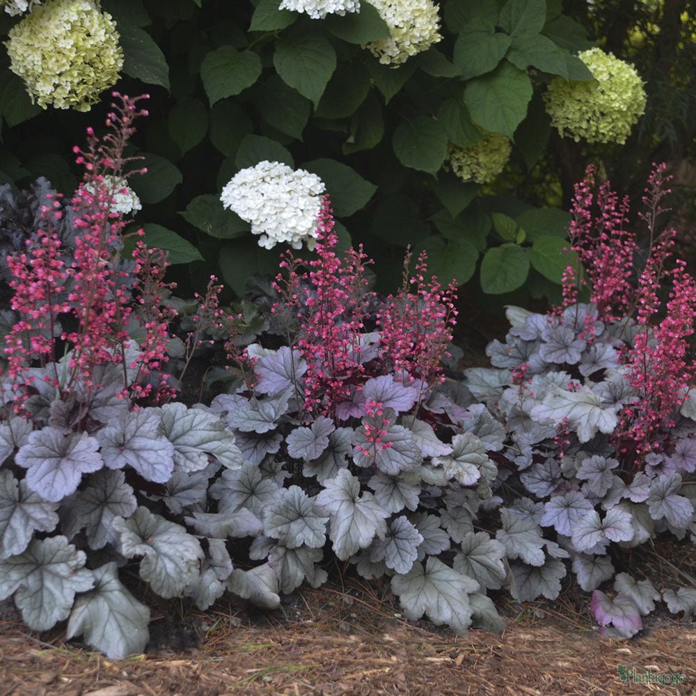 Камбанка пурпурно-сребриста с червеникав оттенък (Heuchera) Silver Gumdrop, почвопокривна