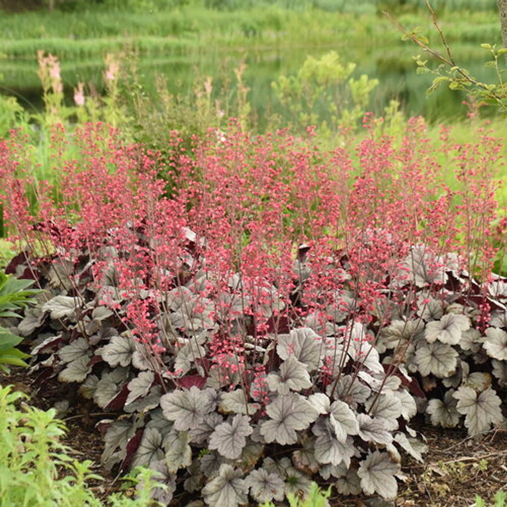 Камбанка пурпурно-сребриста с червеникав оттенък (Heuchera) Silver Gumdrop, почвопокривна