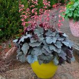 Камбанка пурпурно-сребриста с червеникав оттенък (Heuchera) Silver Gumdrop, почвопокривна