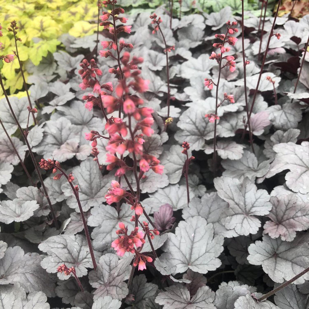 Clopotel purpuriu argintiu (Heuchera) Silver Scrolls, acoperitor de sol