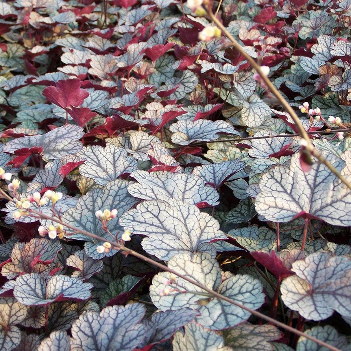 Clopotel purpuriu argintiu (Heuchera) Silver Scrolls, acoperitor de sol