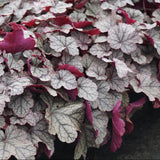 Clopotel purpuriu argintiu (Heuchera) Silver Scrolls, acoperitor de sol