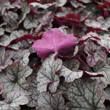 Clopotel purpuriu argintiu (Heuchera) Silver Scrolls, acoperitor de sol