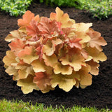 Clopotel purpuriu portocaliu (Heuchera) Timeless Orange, acoperitor de sol