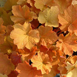 Clopotel purpuriu portocaliu (Heuchera) Timeless Orange, acoperitor de sol