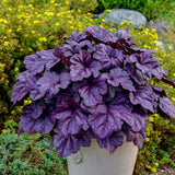 Clopotel purpuriu roz-violet (Heuchera) Wild Rose, acoperitor de sol