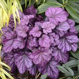 Clopotel purpuriu roz-violet (Heuchera) Wild Rose, acoperitor de sol