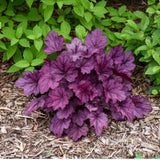 Clopotel purpuriu roz-violet (Heuchera) Wild Rose, acoperitor de sol