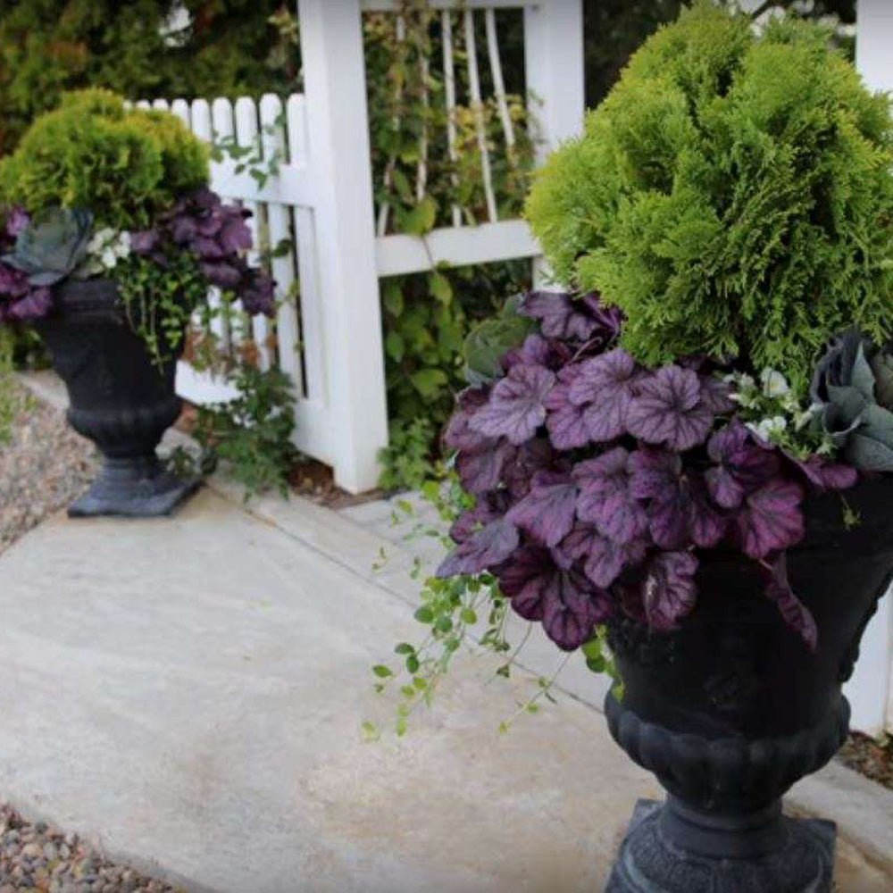 Clopotel purpuriu roz-violet (Heuchera) Wild Rose, acoperitor de sol