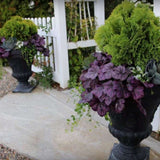 Clopotel purpuriu roz-violet (Heuchera) Wild Rose, acoperitor de sol