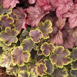 Clopotel purpuriu burgundiu-auriu (Heucherella) Tiarella Solar Eclipse, acoperitor de sol