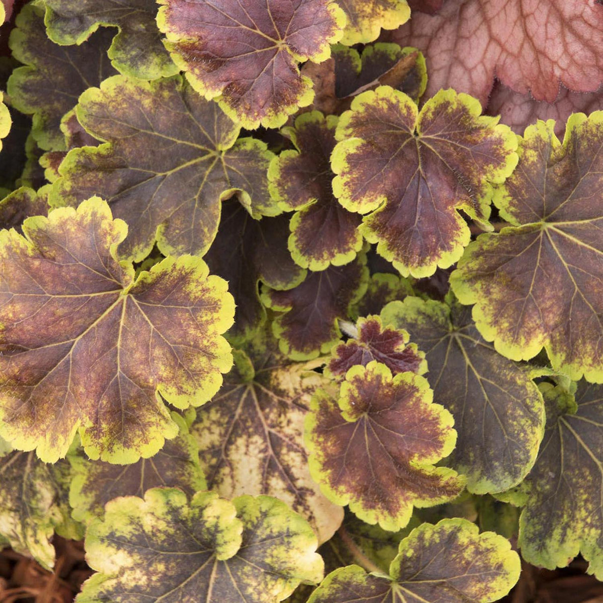 Clopotel purpuriu burgundiu-auriu (Heucherella) Tiarella Solar Eclipse, acoperitor de sol