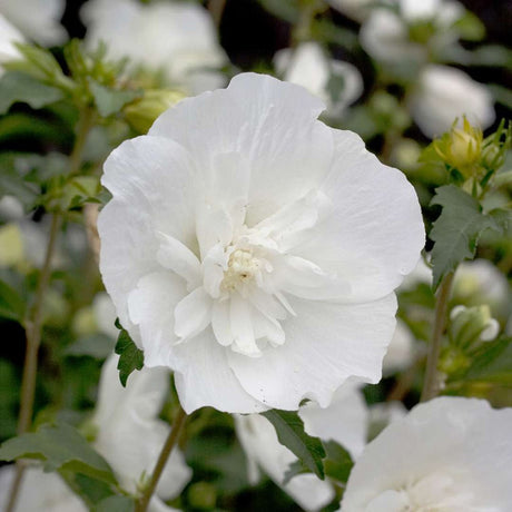 Hibiscus alb Chiffon