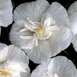 Hibiscus alb Chiffon