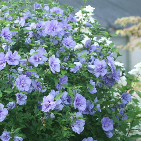 Hibiscus Blue Chiffon, cu flori albastre