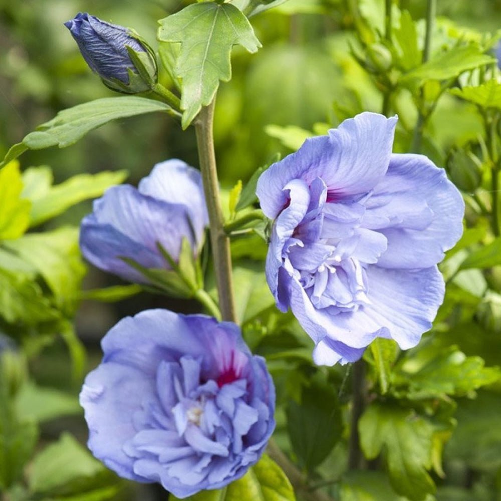 Hibiscus Blue Chiffon, cu flori albastre