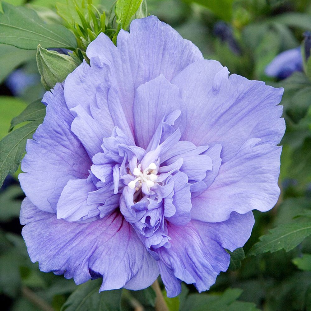 Hibiscus Blue Chiffon, cu flori albastre