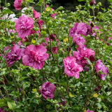 Hibiscus roz Magenta Chiffon