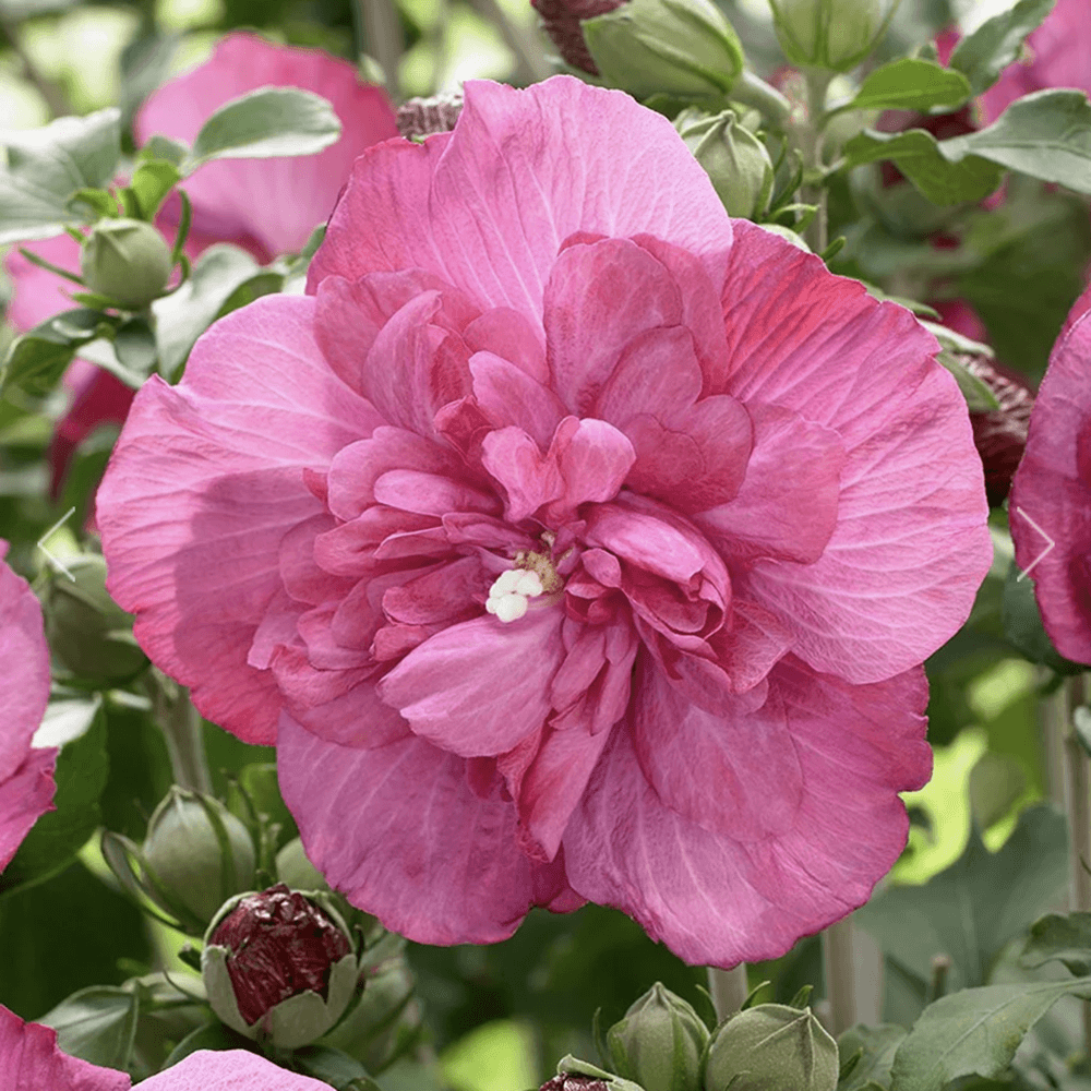 Hibiscus roz Magenta Chiffon