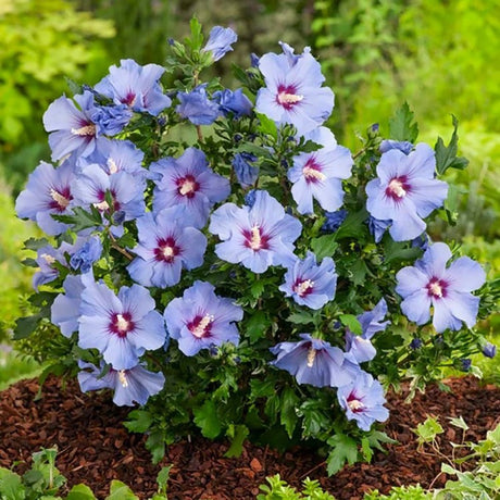 Hibiscus albastru-violet Oiseau Bleu