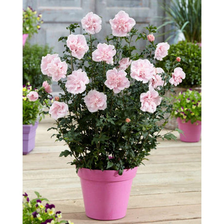 Hibiscus roz-pal Lavanda Chiffon
