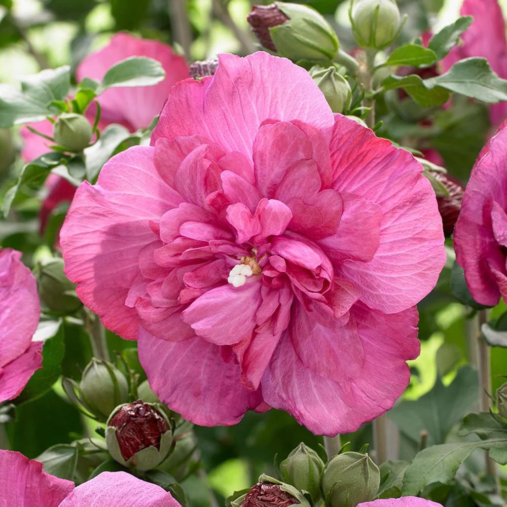 Hibiscus roz-purpuriu Duc de Brabant