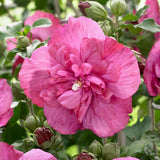 Hibiscus roz-purpuriu Duc de Brabant
