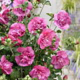 Hibiscus roz-purpuriu Duc de Brabant