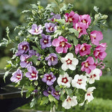 Hibiscus Tip Copac Tricolor, cu flori roz-alb-mov