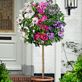 Hibiscus Tip Copac Tricolor, cu flori roz-alb-mov