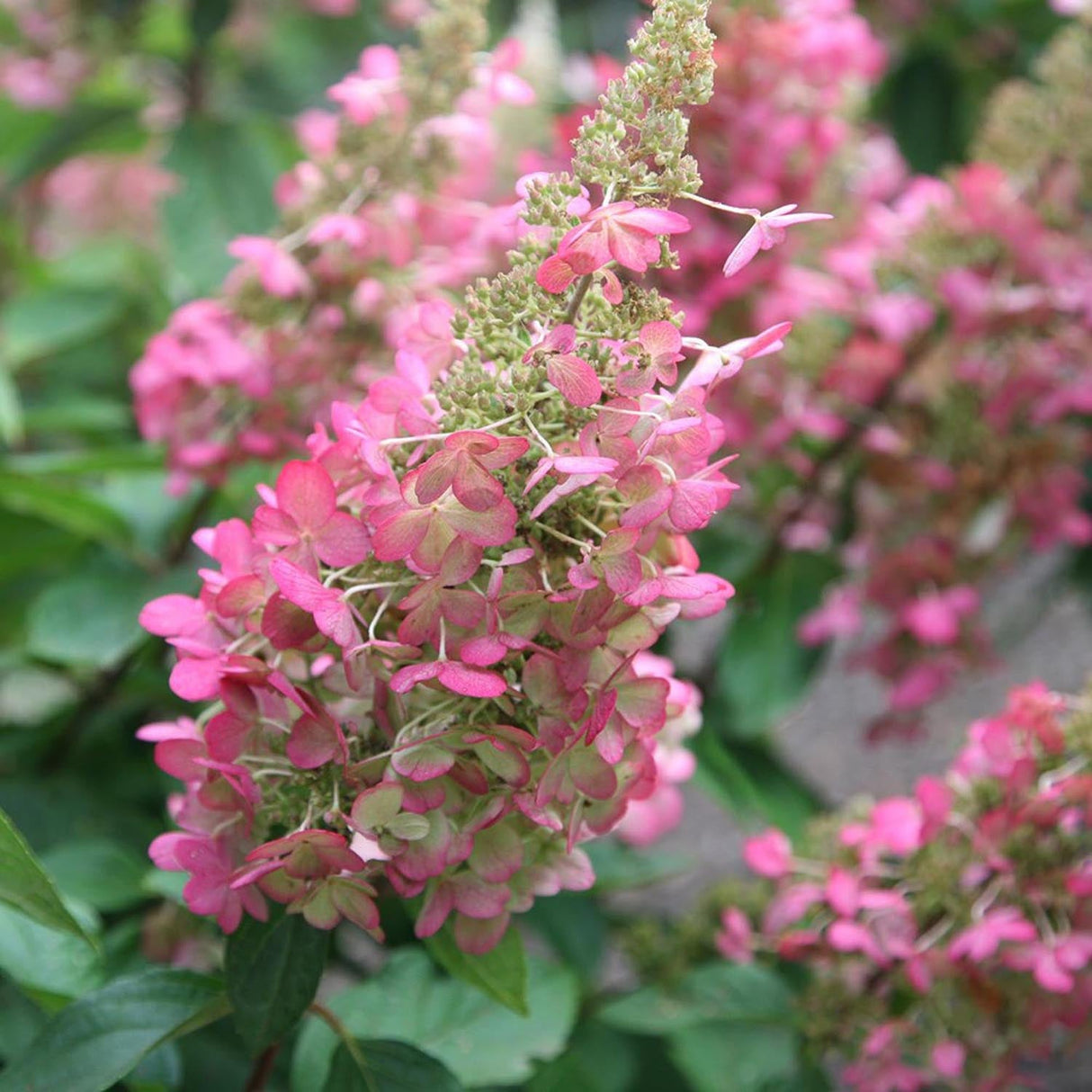 Hortensia Pinky Winky, cu flori albe-roz inchis
