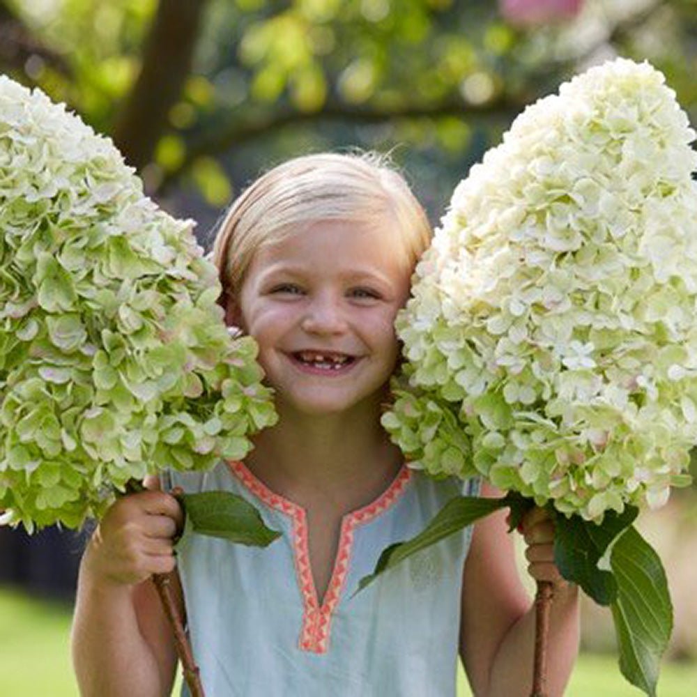 Hortensia de gradina Hercules, cu flori albe