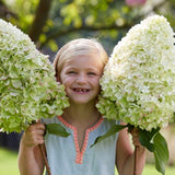 Hortensia de gradina Hercules, cu flori albe