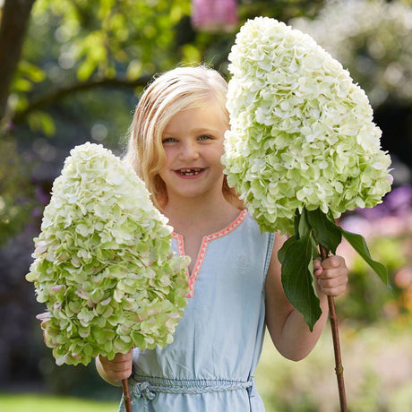 Hortensia de gradina Hercules, cu flori albe