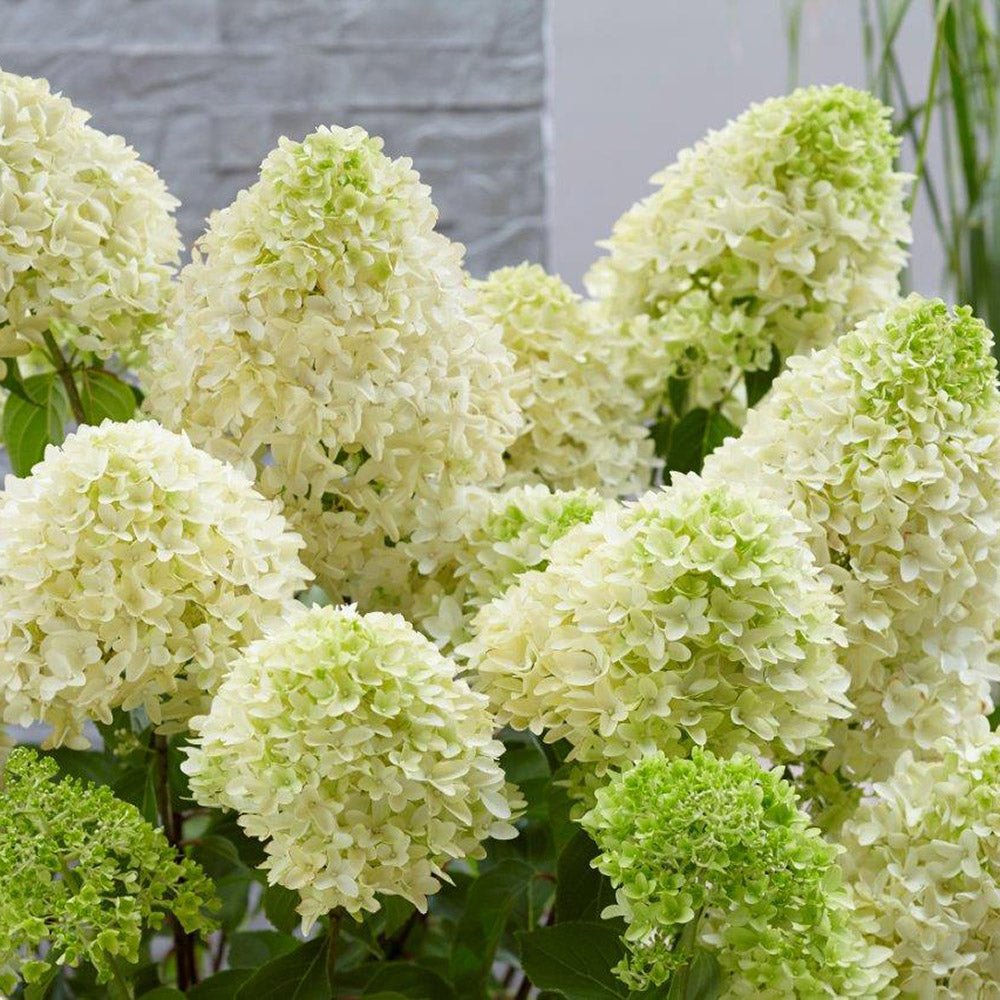 Hortensia de gradina Skyfall, cu flori albe-verde