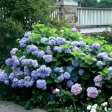 Hortensia de gradina Bodensee, cu flori albastre