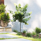 Hortensie de gradina Tip Copac Limelight, cu flori albe-crem