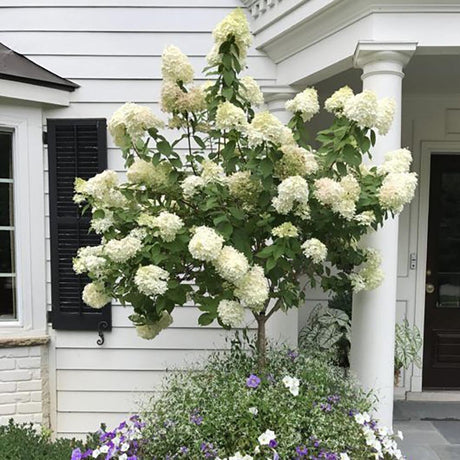 Hortensie de Gradina Tip Copac Phantom, cu flori albe