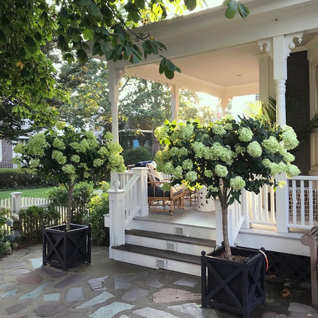 Hortensie de Gradina Tip Copac Phantom, cu flori albe