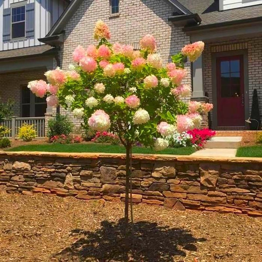 Градинска хортензия Tree Type Vanille Fraise, с розово-кремави цветя